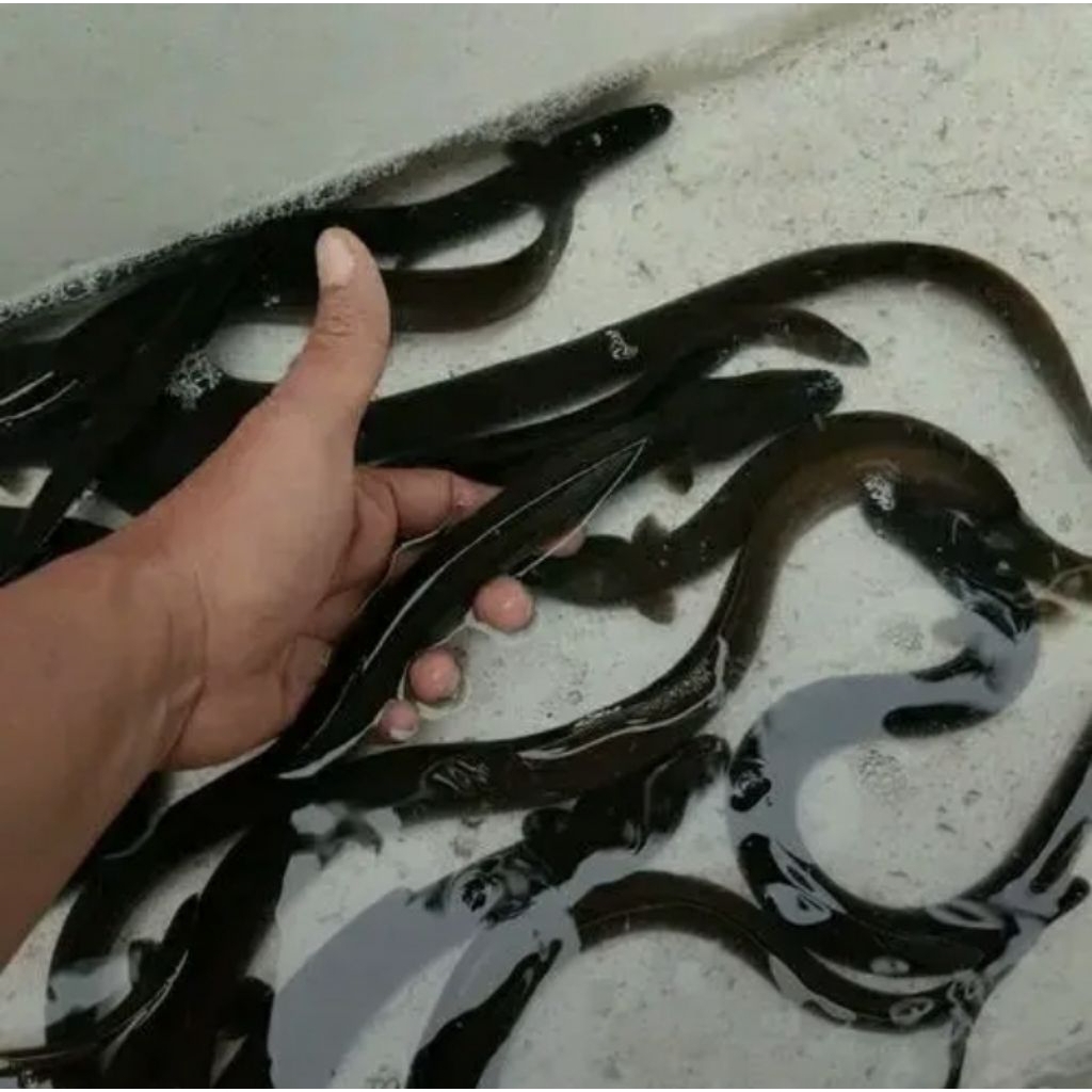 IKAN SIDAT HIDUP 1 KG