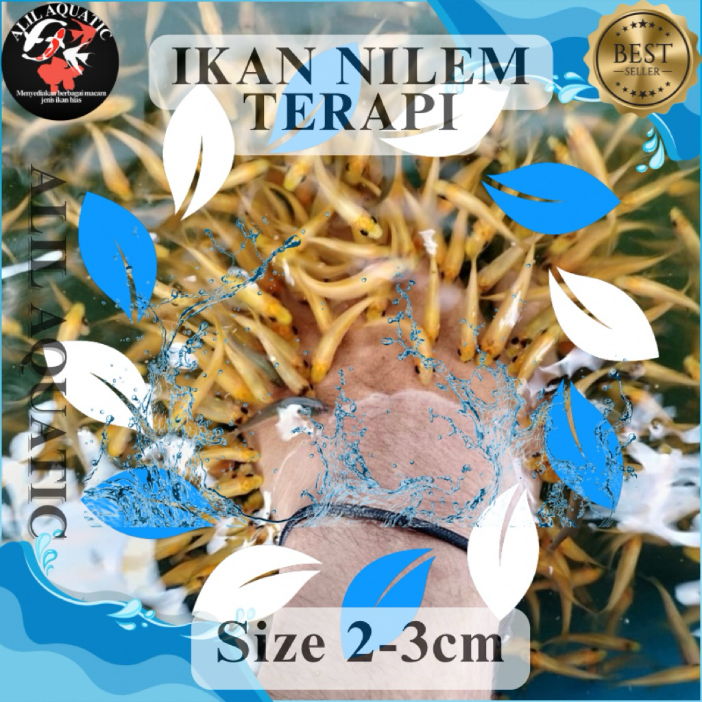 Ikan Terapi Nilem Lemon Size 2-3cm COD Bergaransi Pulau Jawa