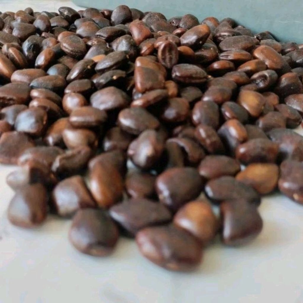 Benih Biji Asam Jawa 1 Kg | Biji Asem Jawa 1 Kg