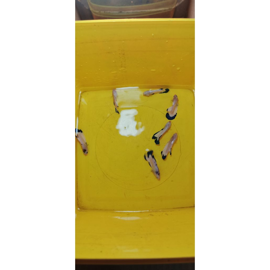 blue rim/blue panda clean body