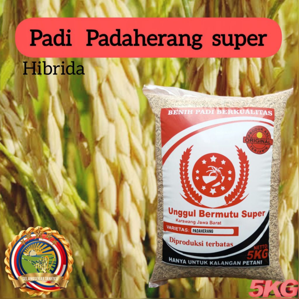 BENIH PADI PADAHERANG SUPER 5Kg KUALITAS ORIGINAL UNGGUL