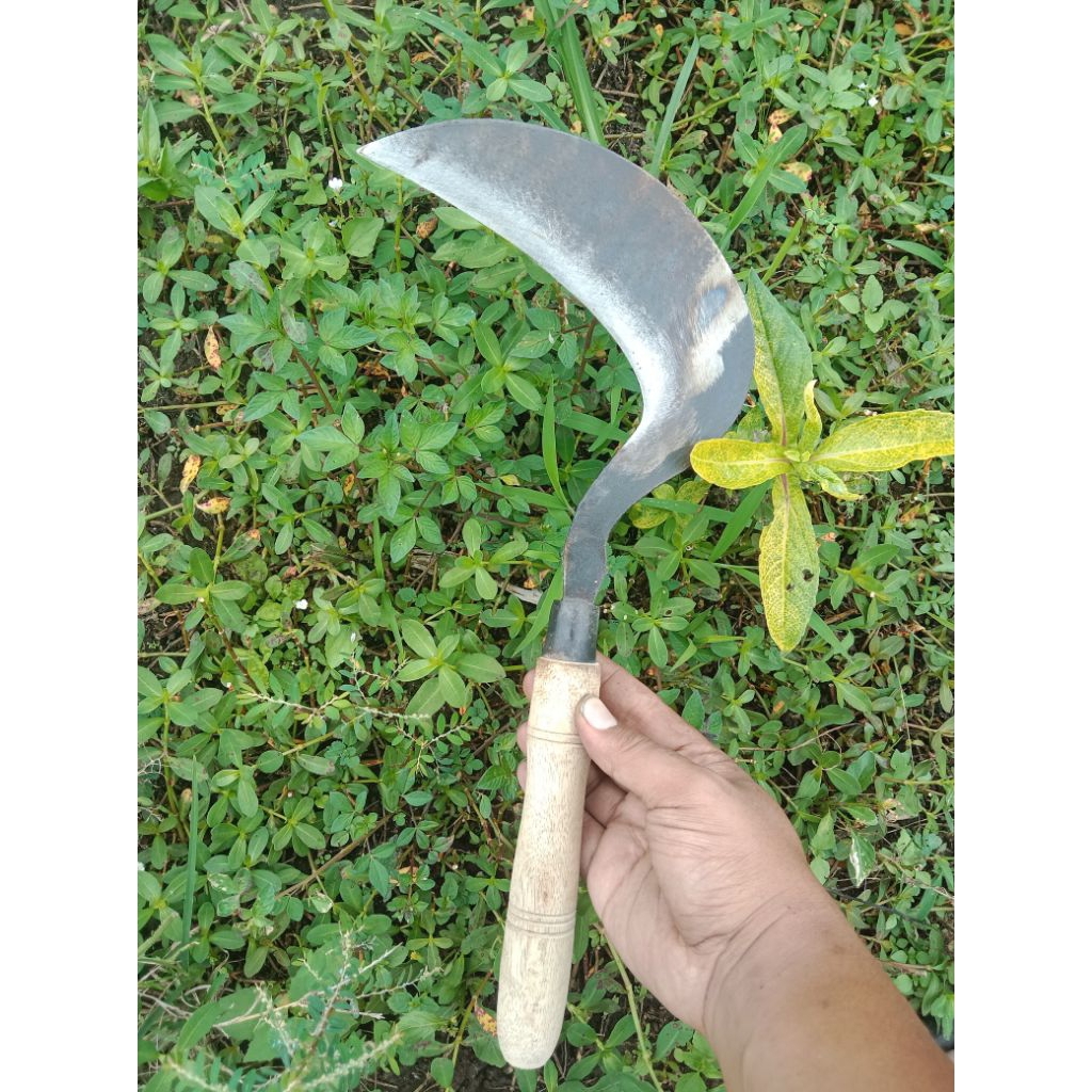 Sabit Bayur Padi Super Tajam - Bahan Baja Gergaji Pilihan