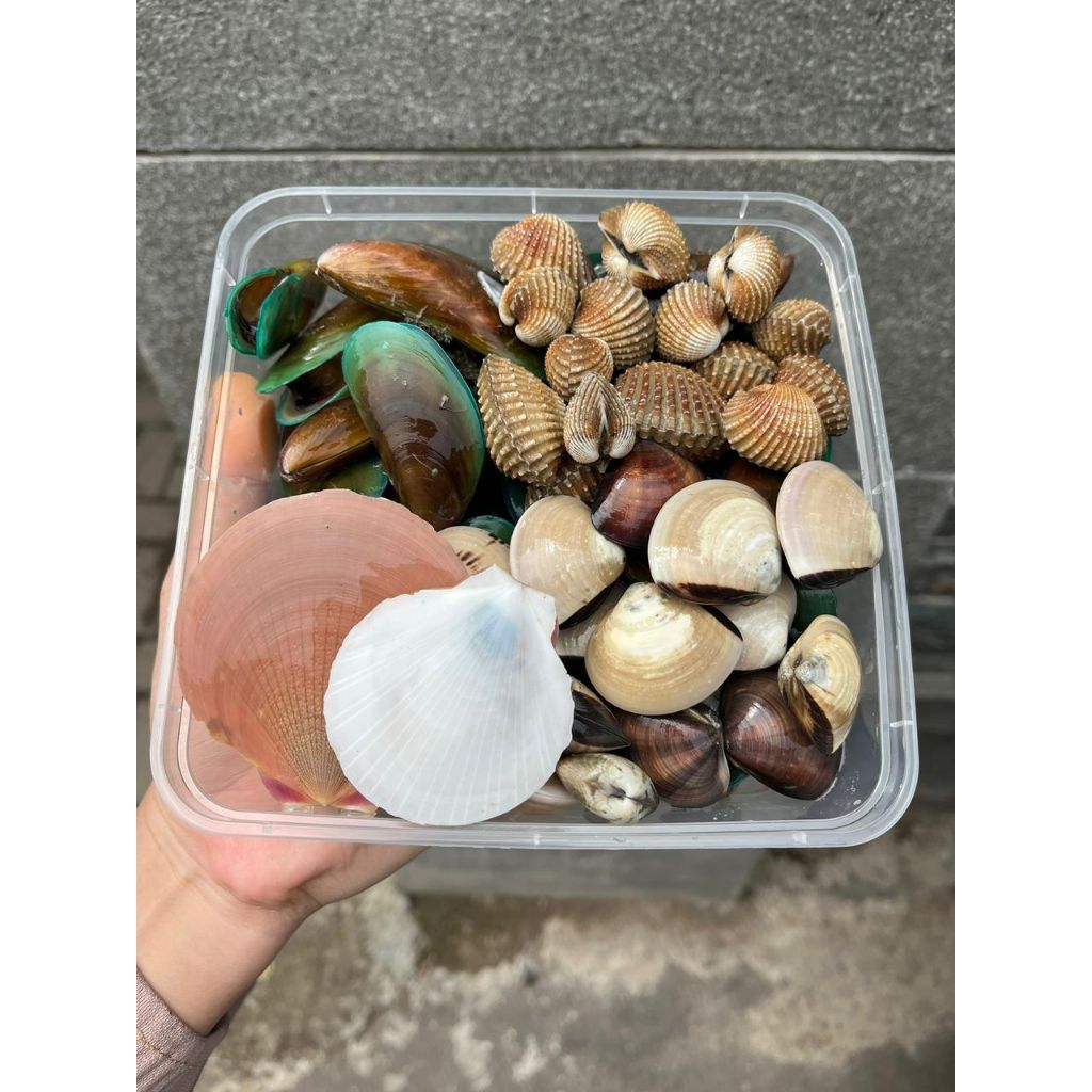 Kerang seafood | Kerang Mix +-720 gram | kerang mentah | kerang ijo per box