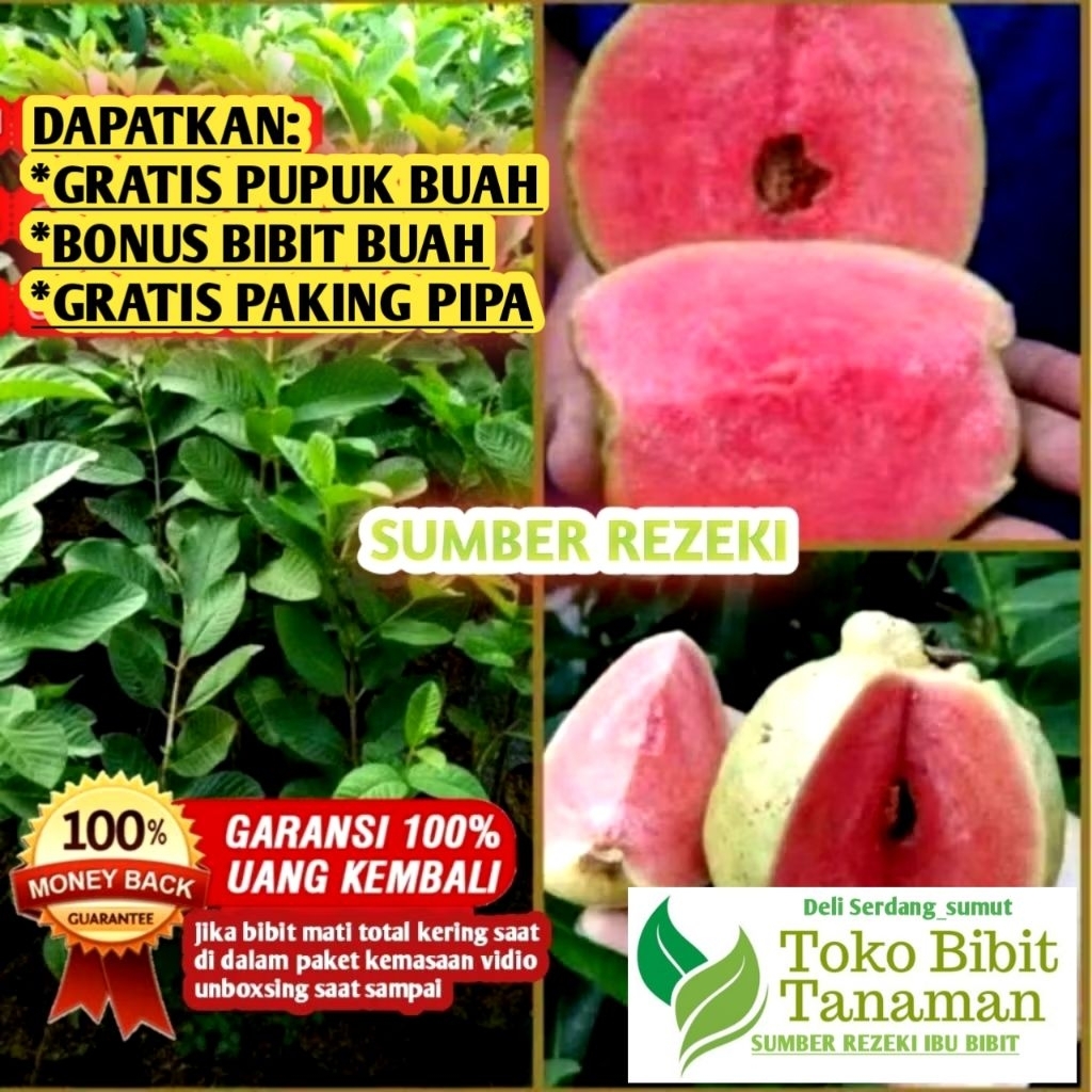 Bibit Buah Jambu Kristal Merah Tanpa Biji