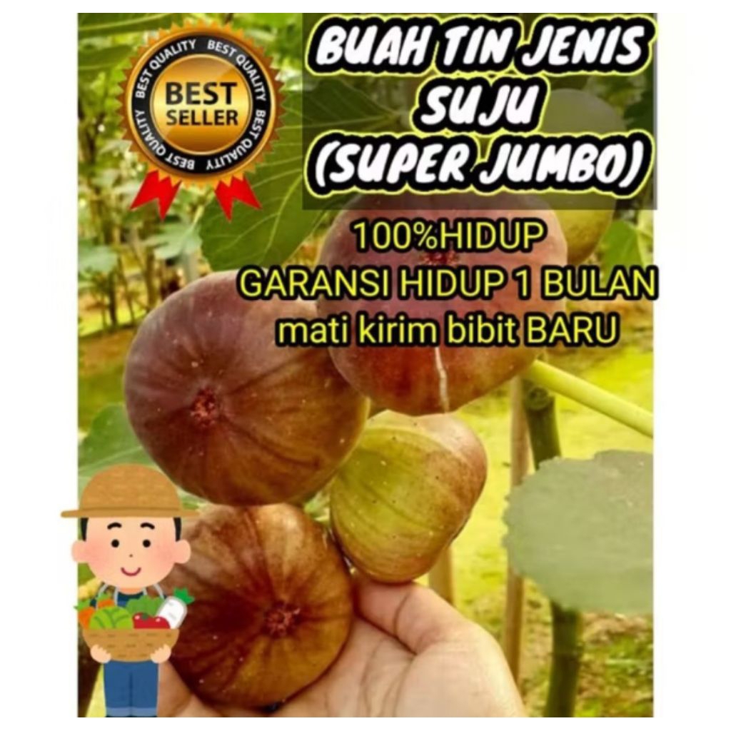 Bibit buah tin super jumbo sudah berbuah