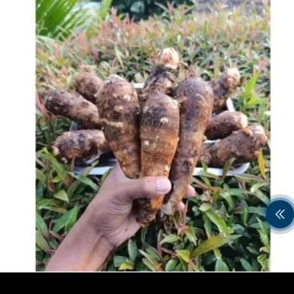 1 kg talas kimpul talas umbi kimpul(cod)