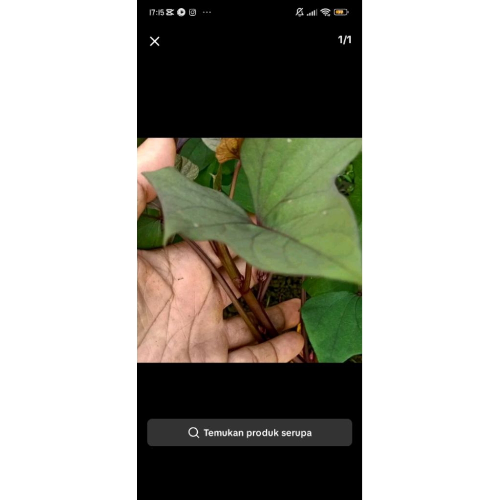 bibit ubi jalar ungu 200gr stek batang ubi ungu batang ungu