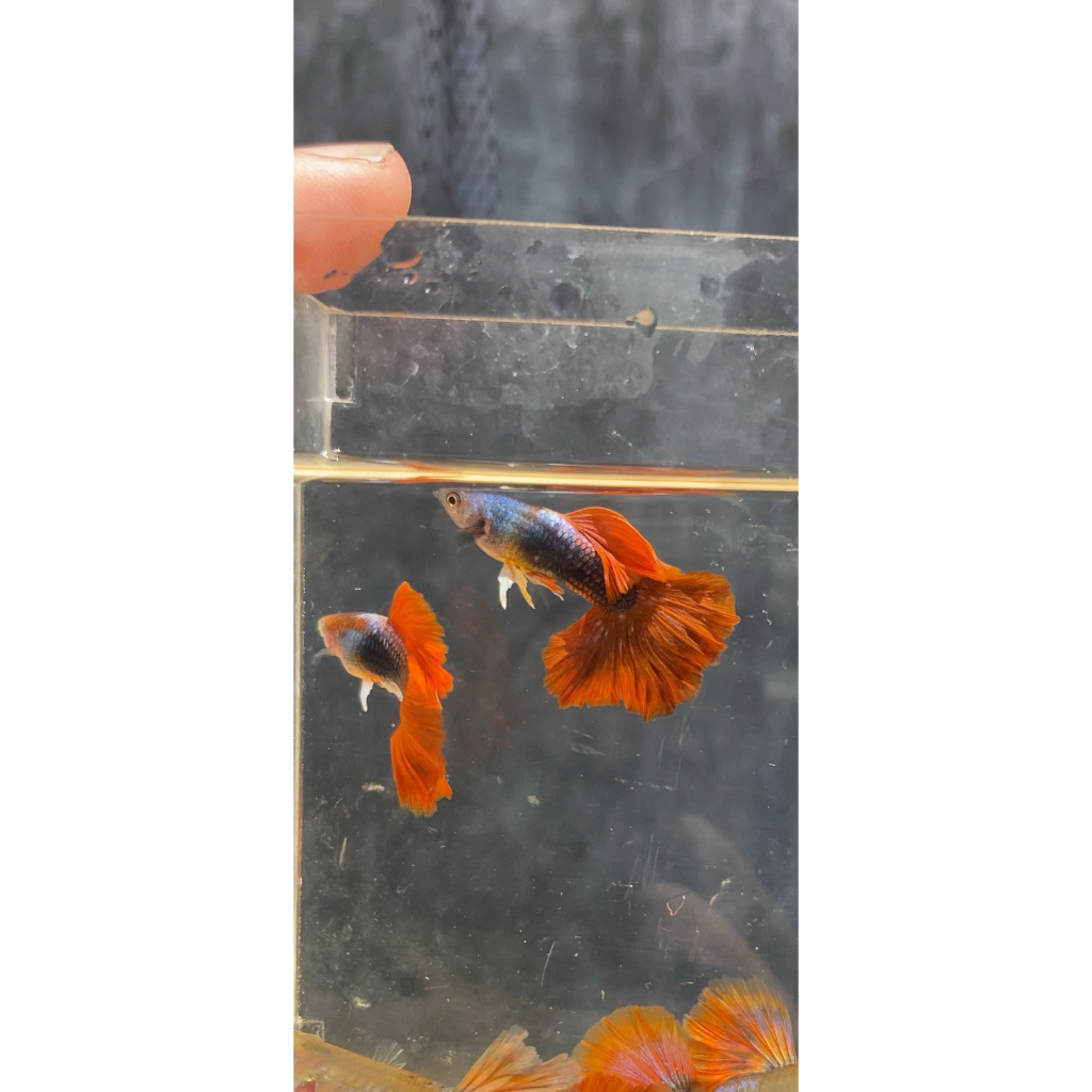 pewangi Hb red rose Coulyflower