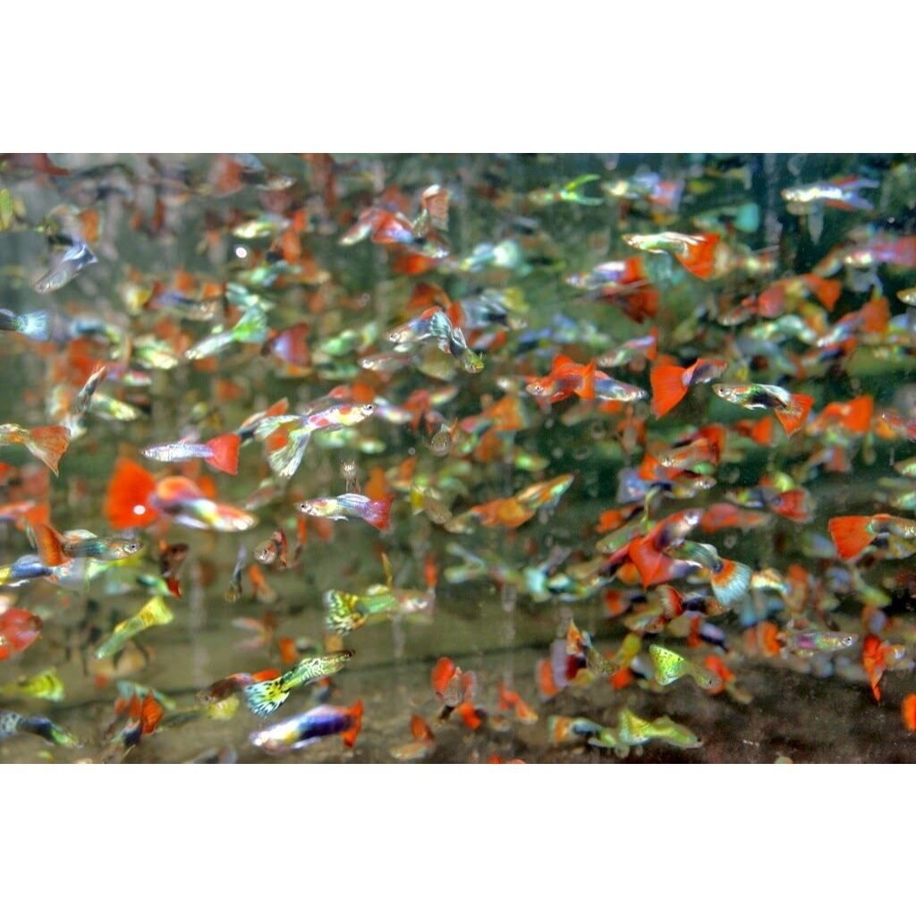 IKAN GUPPY CENDOLAN | IKAN GUPPY LOKAL