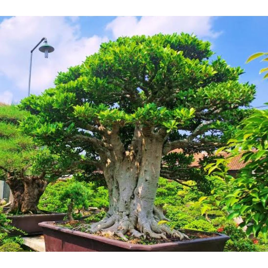 Beringin Elegan siap tanam bahan bonsai
