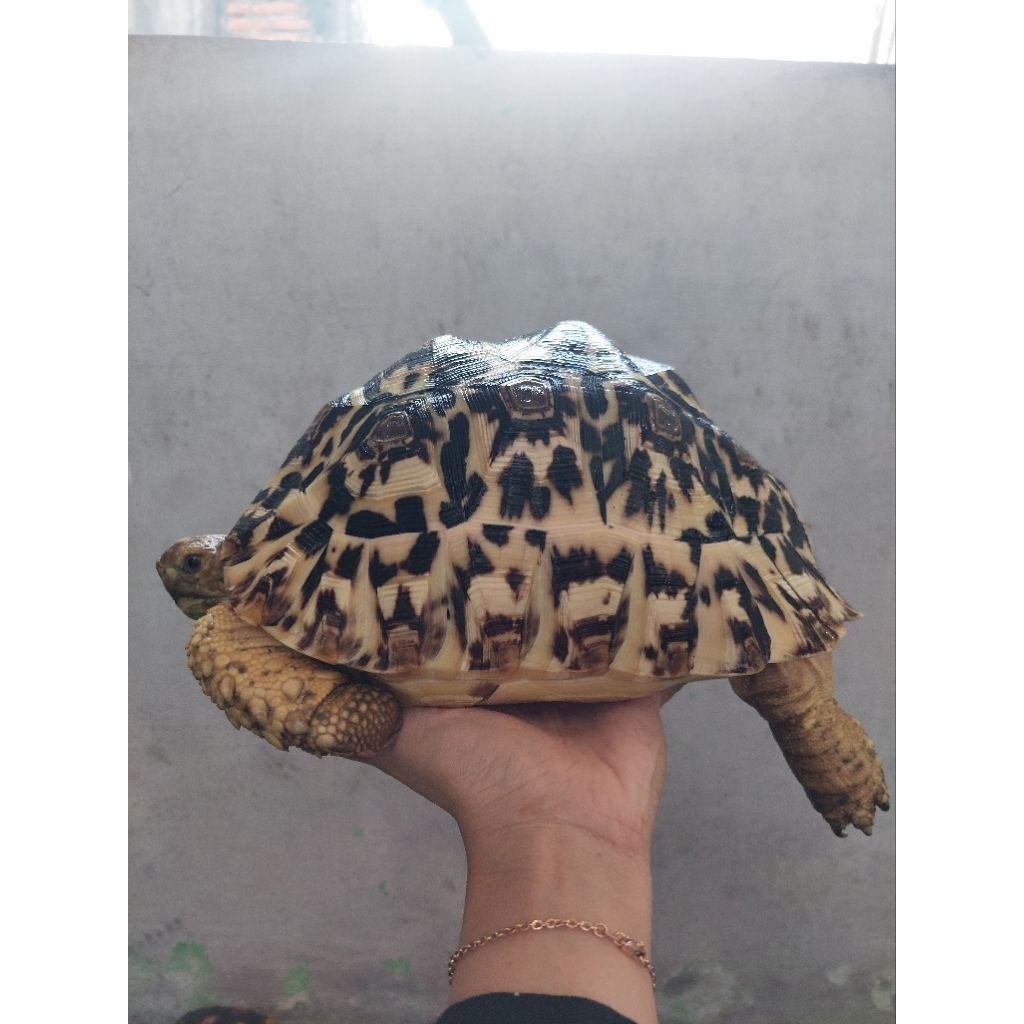 mainan pardalis babcocky