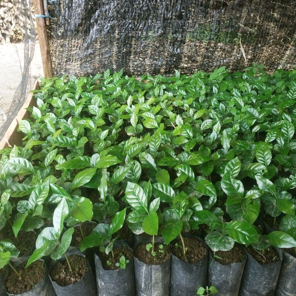 bibit kopi arabica kopi unggul siap tanam