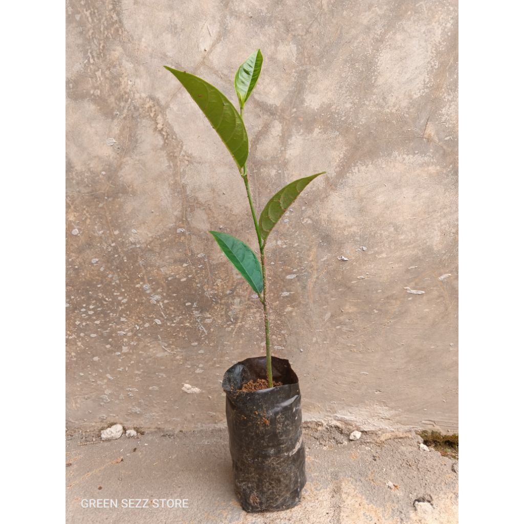 Bibit Buah Nangka Cempedak | Hasil Semai Biji | Siap Tanam