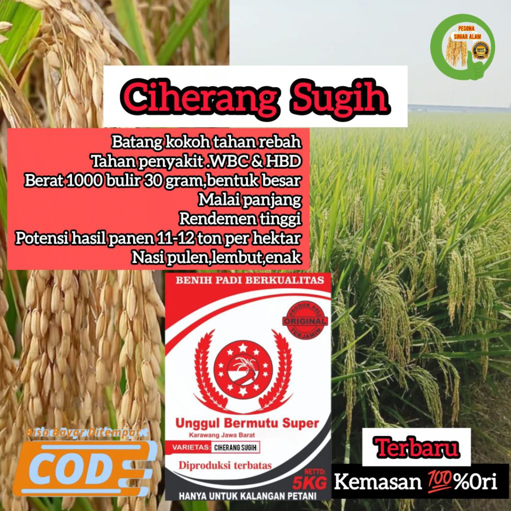 BIBIT PADI CIHERANG SUGIH SUPER 5Kg ORIGINAL TERBARU