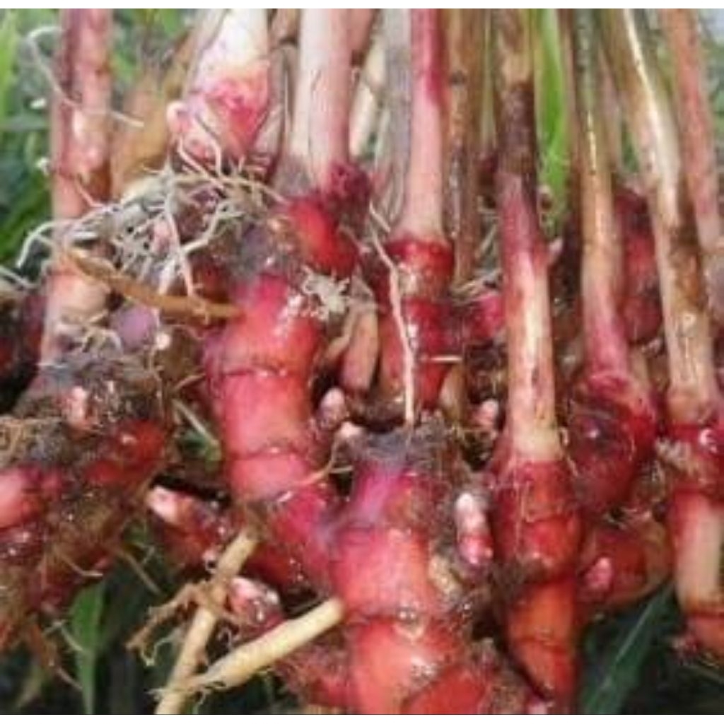 Bibit Jahe merah super unggul