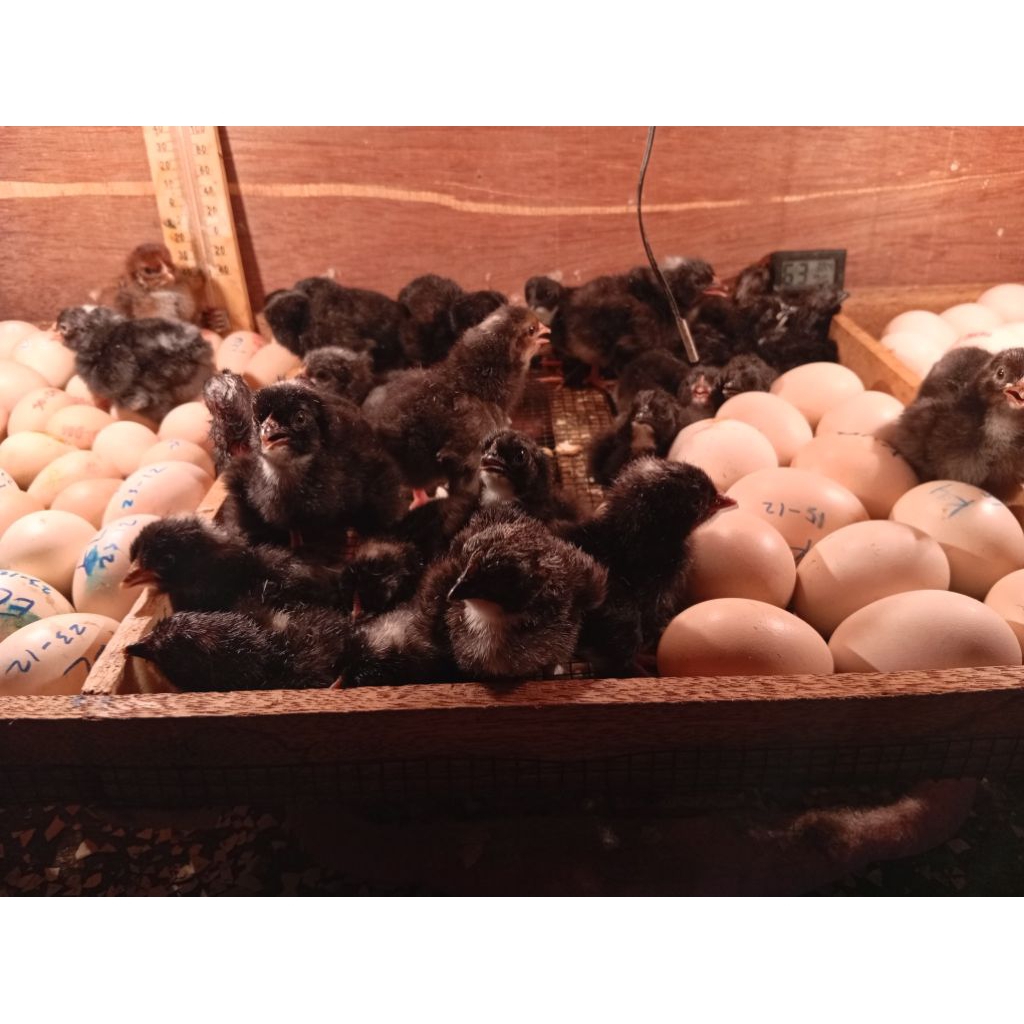 Doc kuntara4 ori/kuntara4/ayam petelur