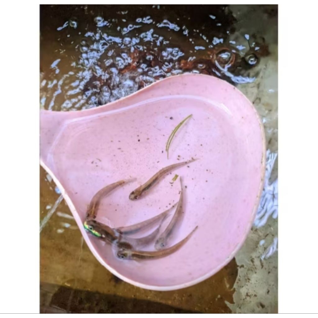 hiasan aquarium ikan hias Goby Blue neon aquascape