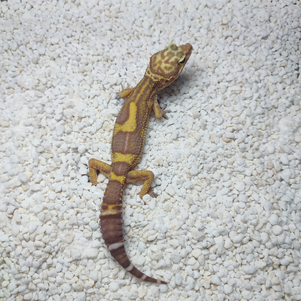 Leopard Gecko - Black Night Choco