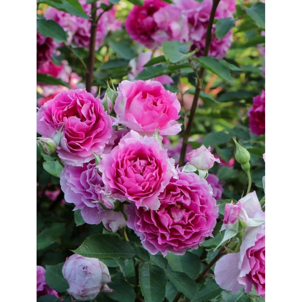 MAWAR IMPORT SHEHERAZADE (dewasa)