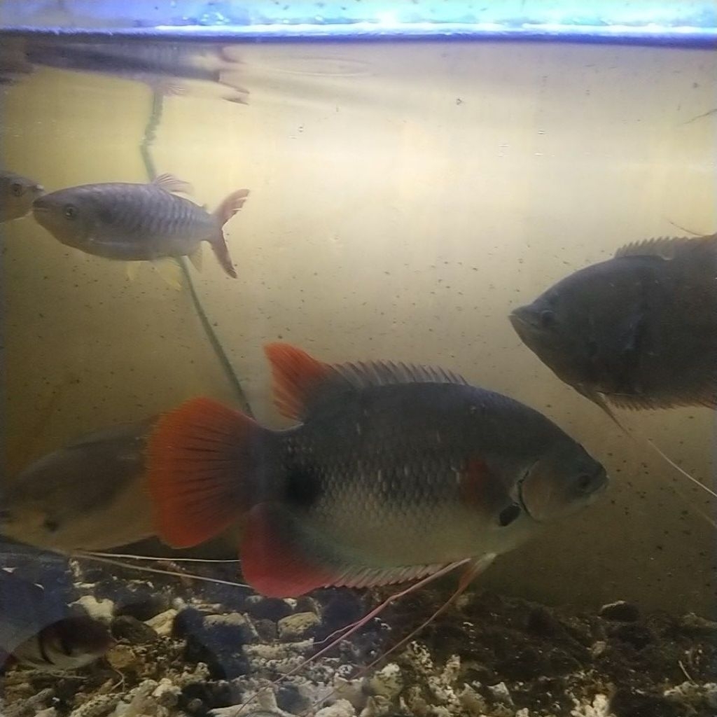 ikan gurame sabah jambi