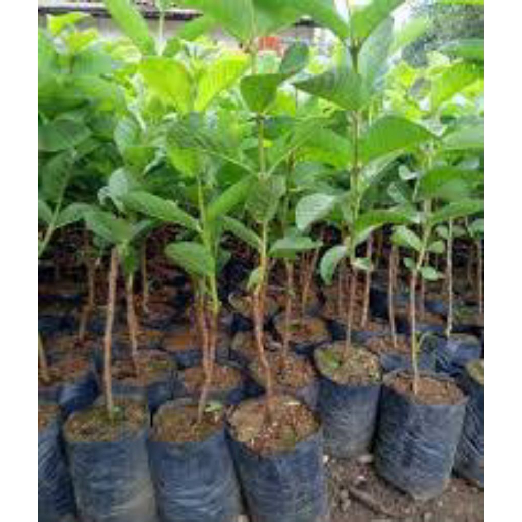 Bibit cangkokan Jamkis/Jambu kristal