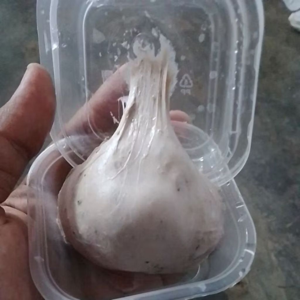 pulut burung super lengket siap pakai