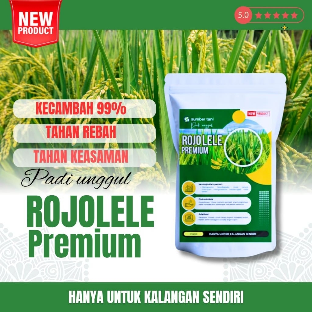 Bibit benih padi unggul Rojo lele ( BENIH PADI UNGGUL ROJOLELE)
