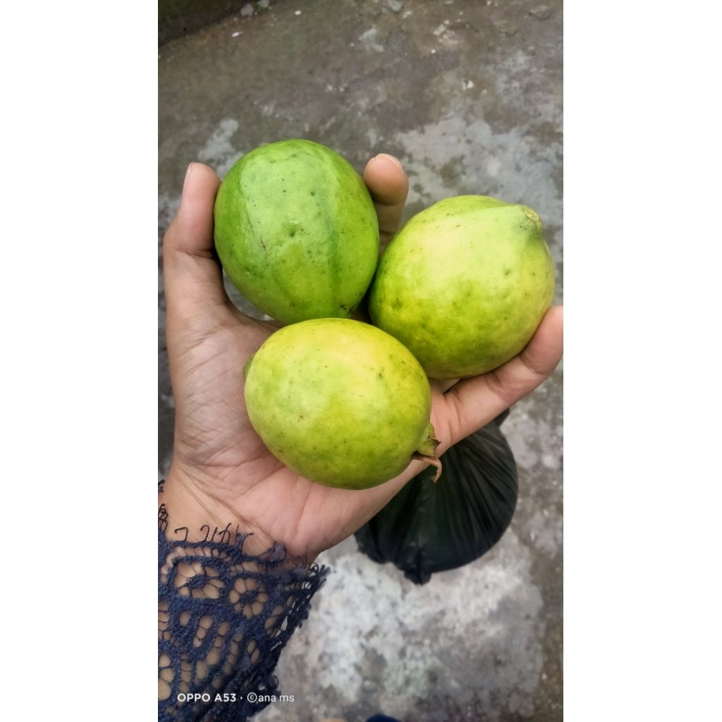 jambu Biji 1kg