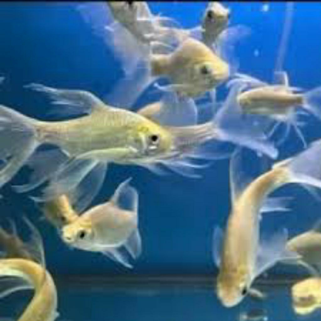 Isi aquarium kaviat slayer