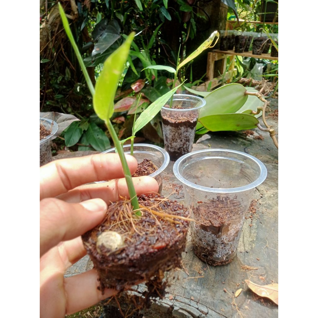 jual bibit jahe emprit sudah bertunas siap tanam/5 pcs