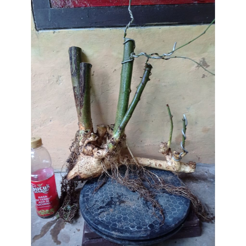 Bahan bonsai serut rapp small udah tumbuh