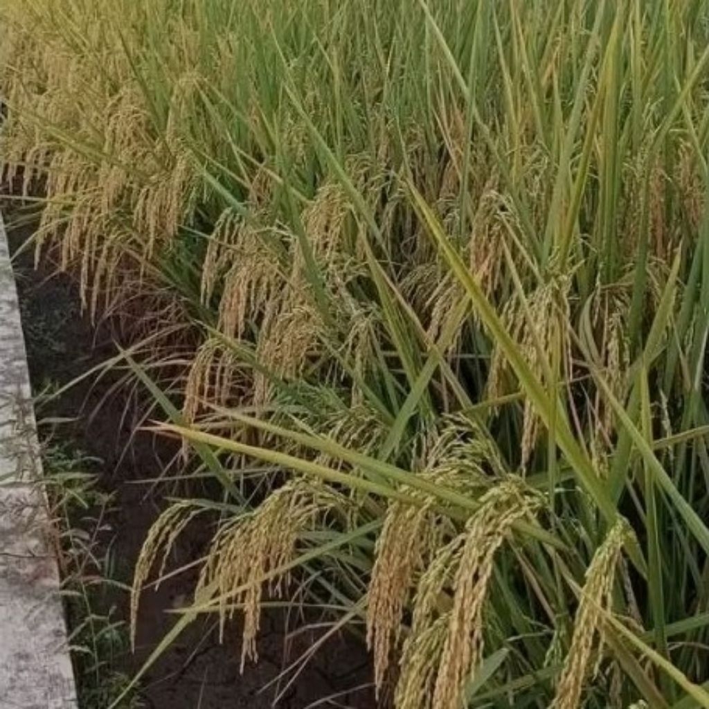 benih padi Rajasa kemasan 5kg