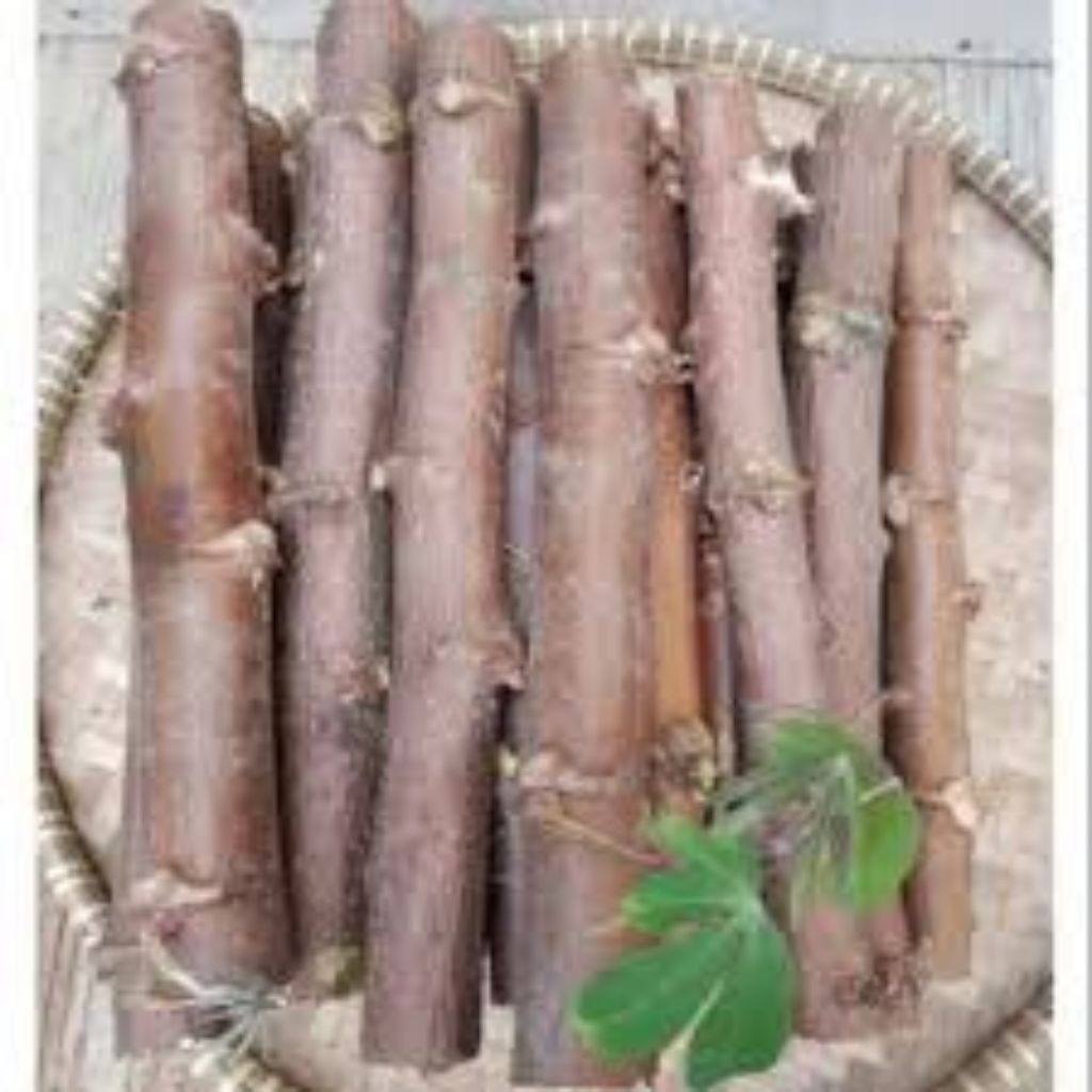 Bibit pohon singkong kulit merah isi 10btg