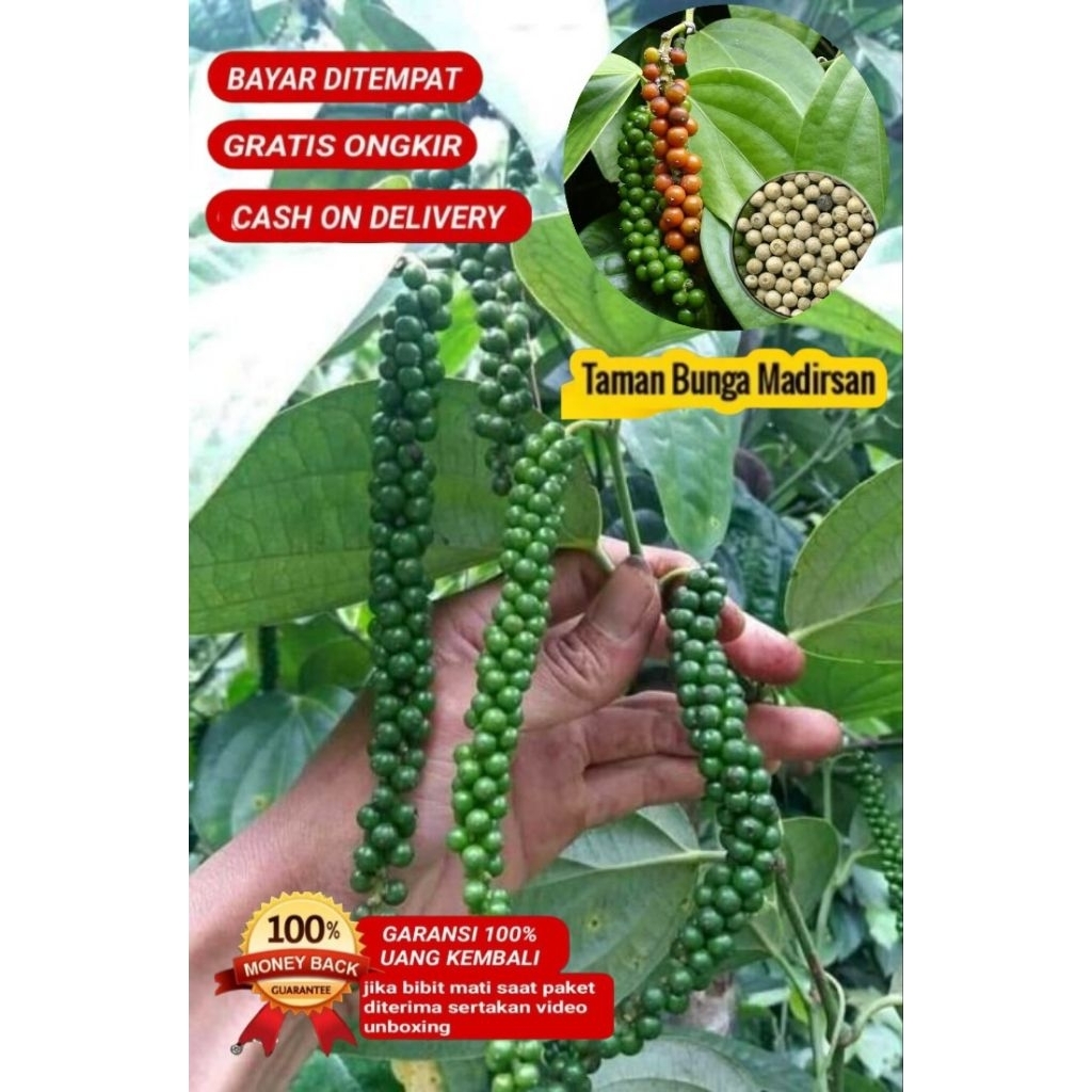 Bibit Lada Perdu Super Cepat Berbuah