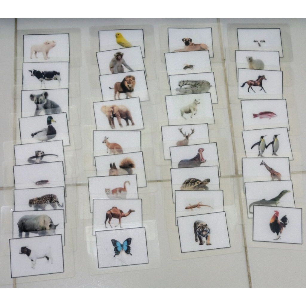 Flash Card 36 pcs - Kartu Bergambar Binatang - Kartu Edukasi Anak - Kartu Terapi Wicara dengan Lamin