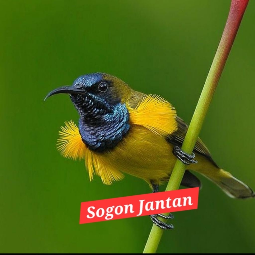 Sogon jantan bunyi pilihan rawatan poer