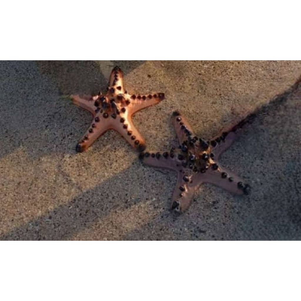 BINTANG LAUT JENDRAL HIASAN AKUARIUM LAUT