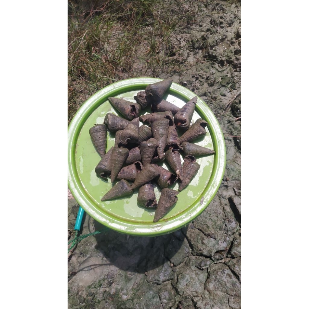 Umpan Mancing Sembilang bawal galatama lele siput laut keong sedut kerucut hidup tambak