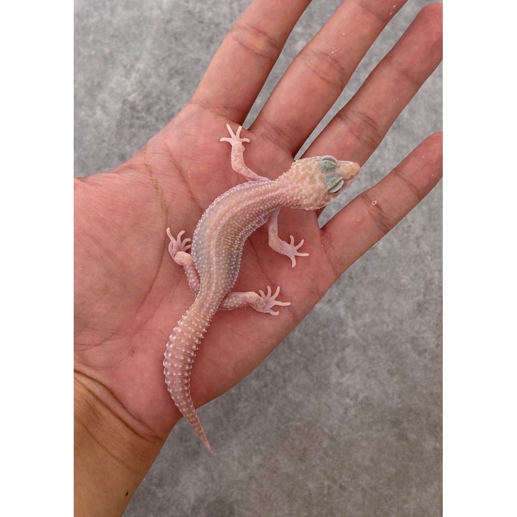 LEOPARD GECKO SUPER SNOW RAPTOR BLACK NIGHT