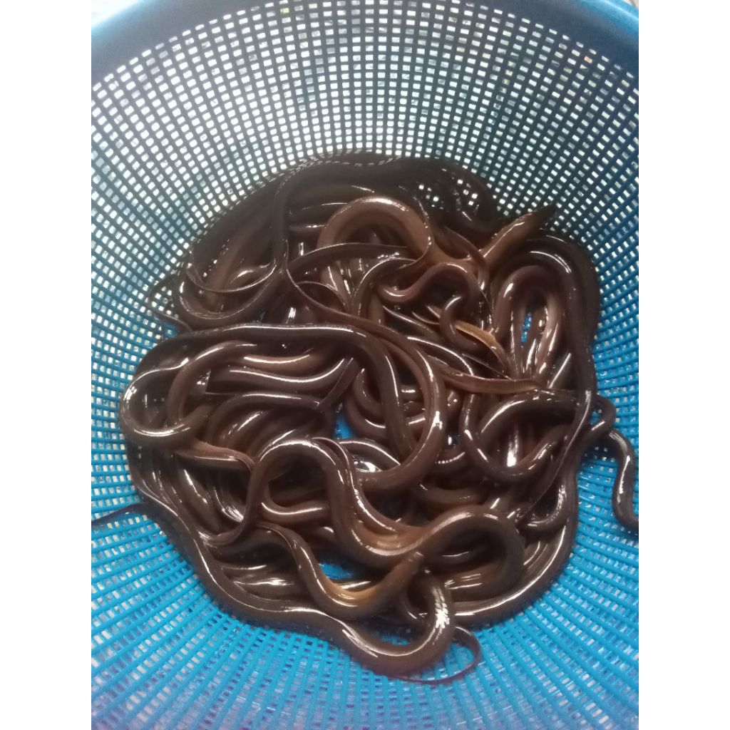 BELUT KONSUMSI UKURAN KECIL,belut hidup, belut segar hasil tangkapan alam