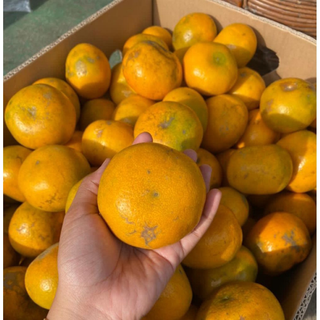 jeruk medan super 1kg