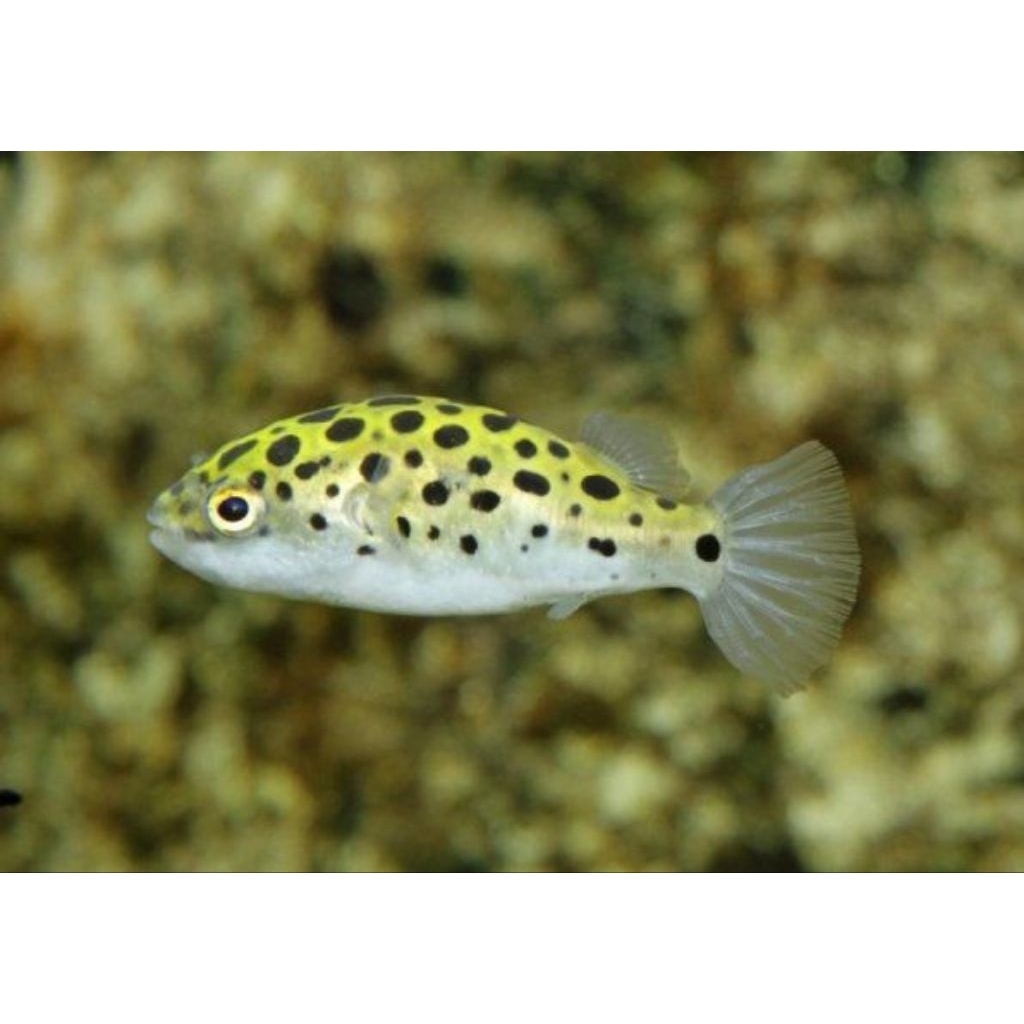 green spot puffer fish / ikan buntel air tawar