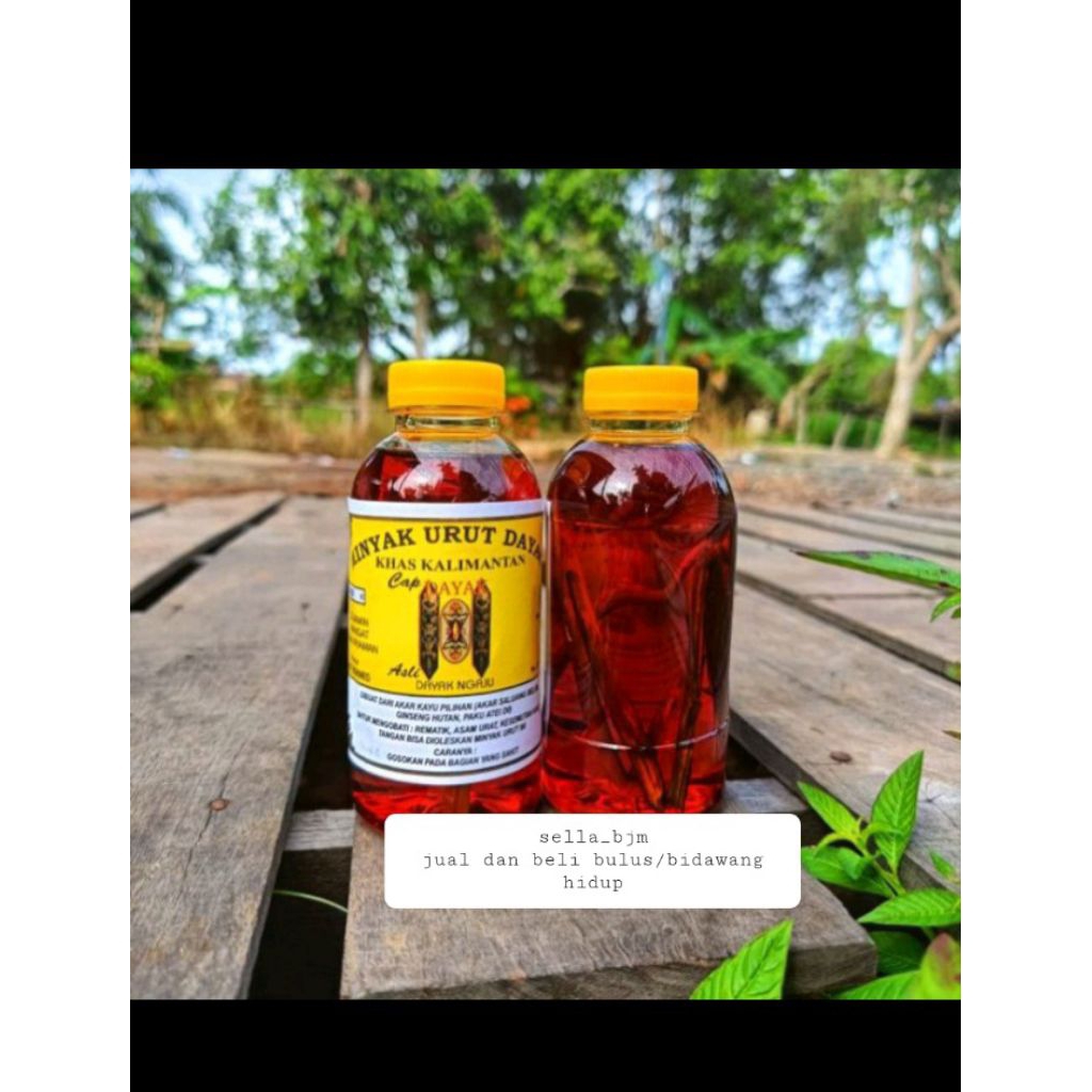 Minyak Urut/Gosok Badan Khas Dayak Kalimantan Asli 100% ||Tidak Asli Uang Kembali