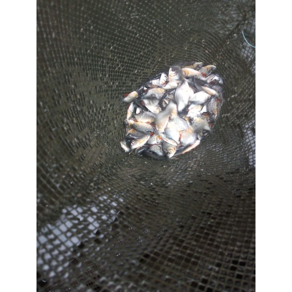 benih ikan bawal air tawar