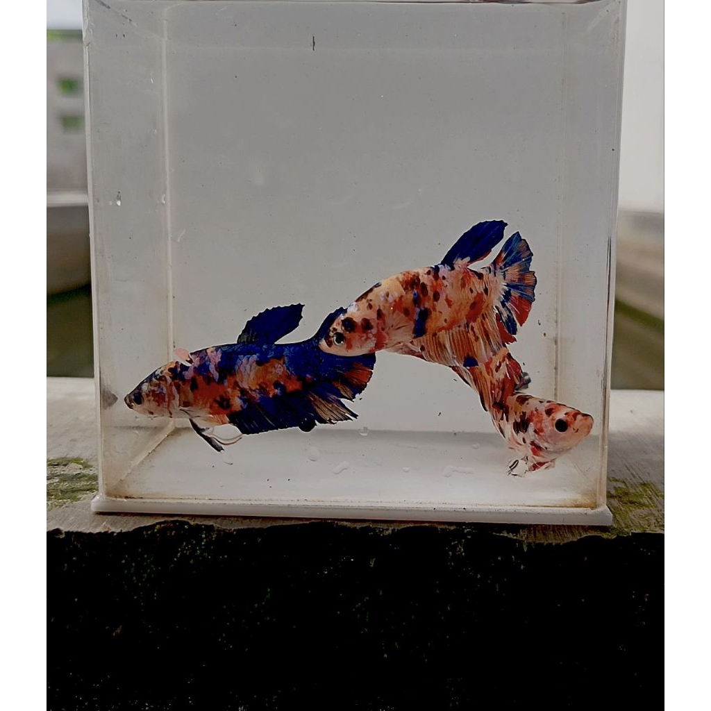 real pick cupang GIANT full block size super jumbo garansi D.O.A hiasan akuarium