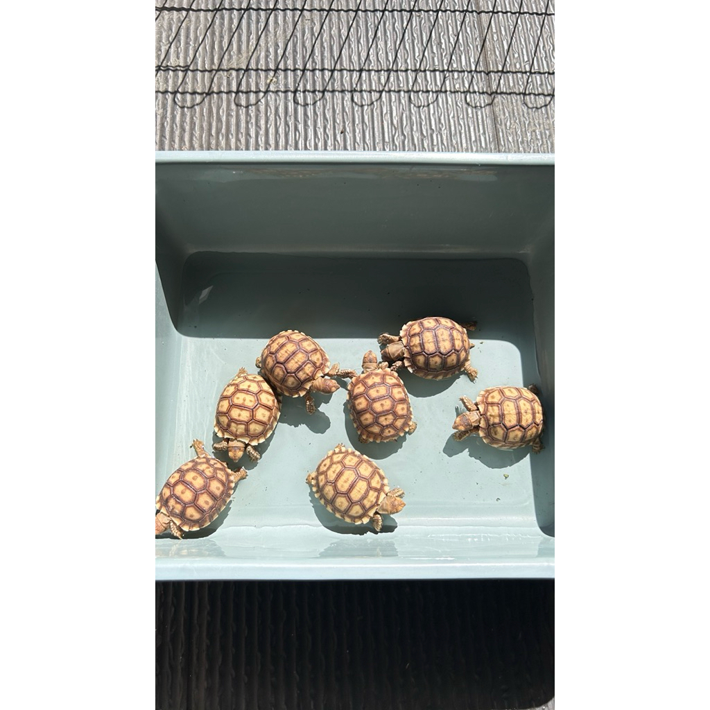 Mainan / Boneka Kura Sulcata 7cm Grade A