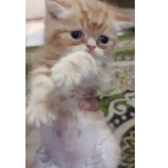 kucing Scottish straight jantan 2 bulan lebih