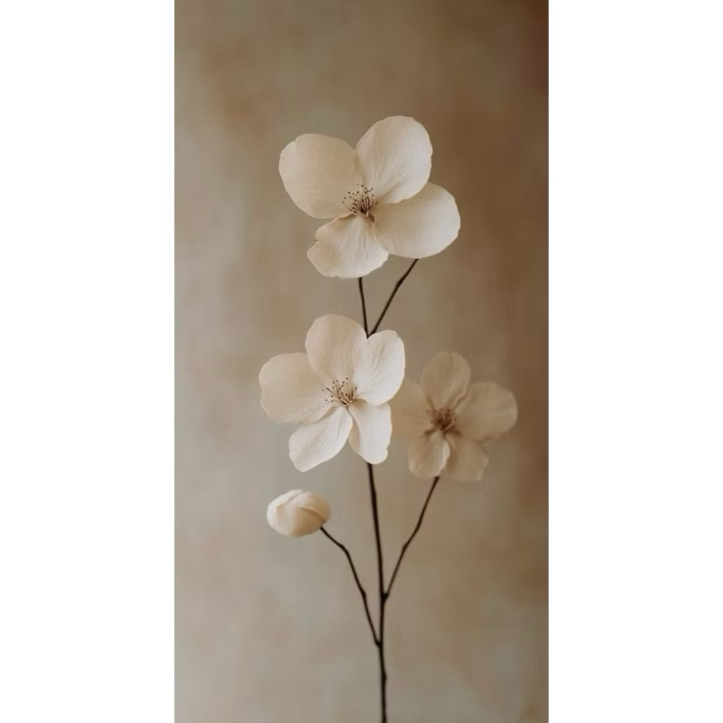 Lequeen Dress Original Turkiye