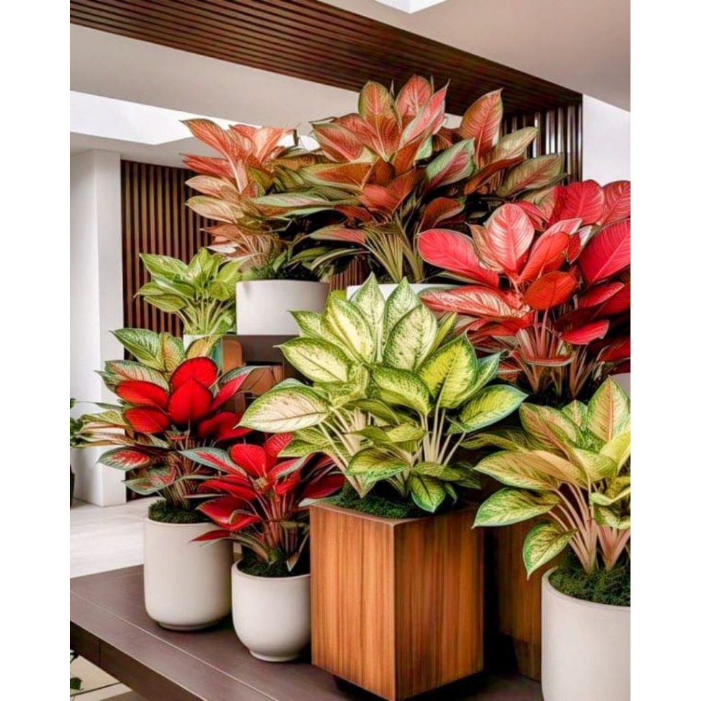 (BISA COD) Aglonema Diven tisu golden Murah  Cantik Berakar Subur