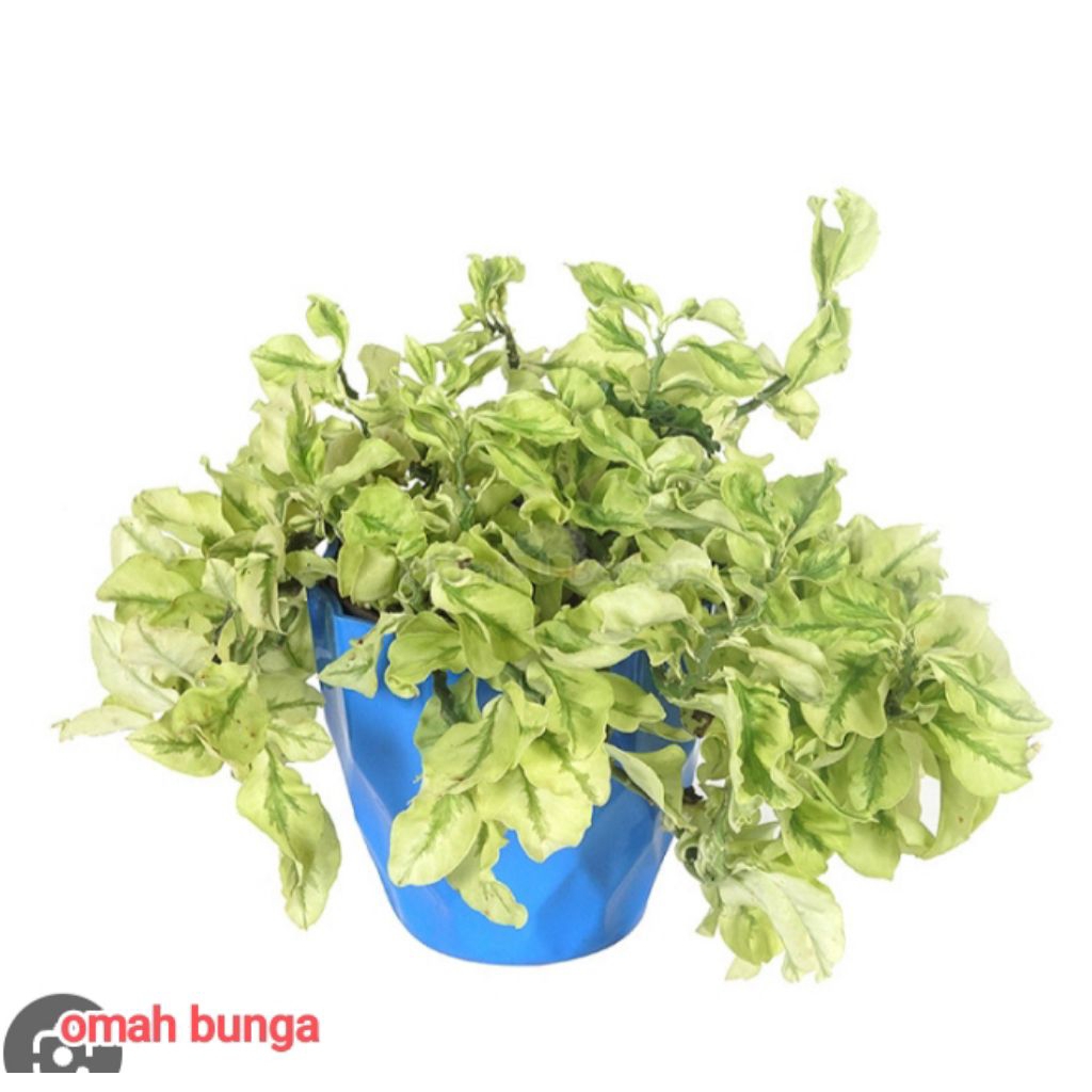 tanamam patah tulang gantung kriwil + pot gantung